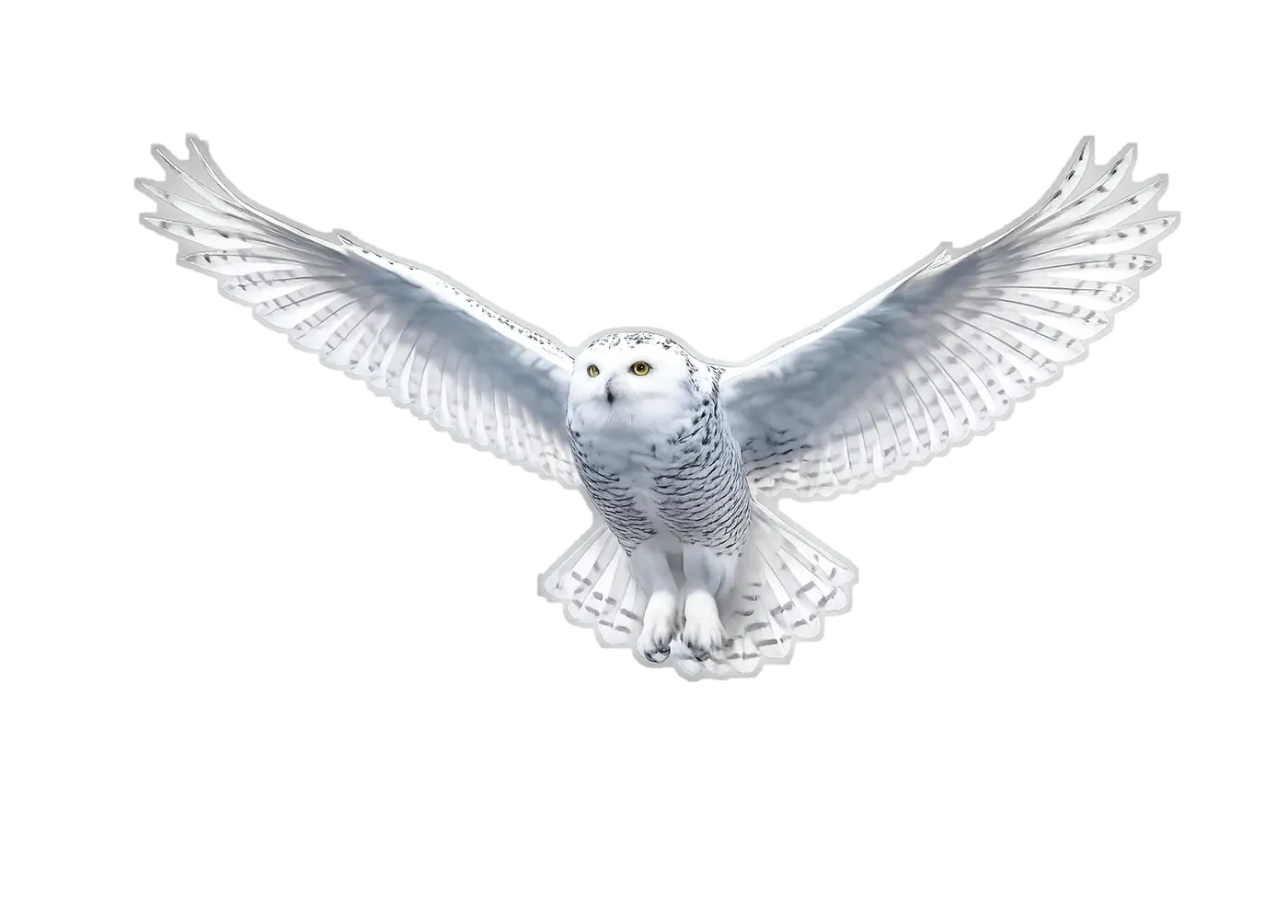 Harfang des neiges en vol